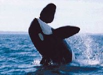 l_whalej2.jpg (9064 octets)