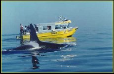 l_whboat2.jpg (9613 octets)